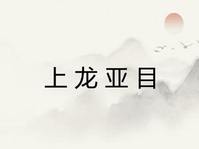 上龙亚目 上龙亚目