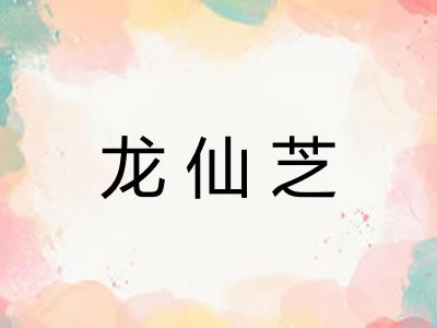 龙仙芝