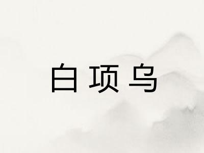 白项乌