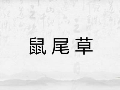 鼠尾草 鼠尾草