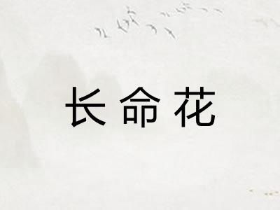 长命花