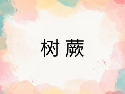 树蕨 树蕨