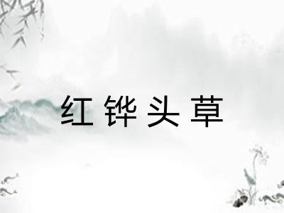 红铧头草 红铧头草