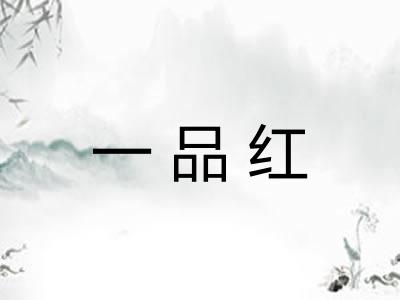一品红