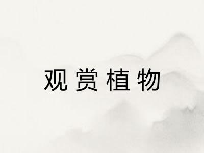观赏植物 观赏植物