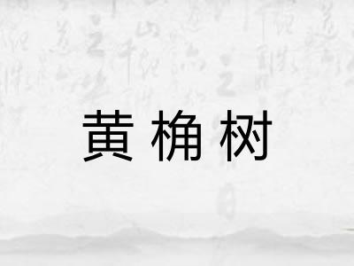 黄桷树