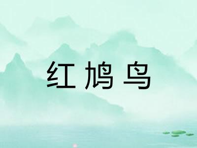 红鸠鸟 红鸠鸟